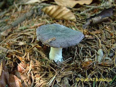 russula azurea