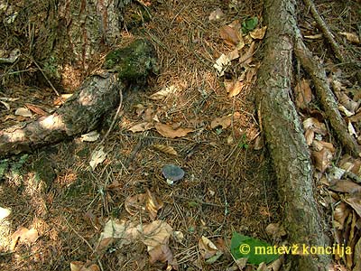 russula azurea