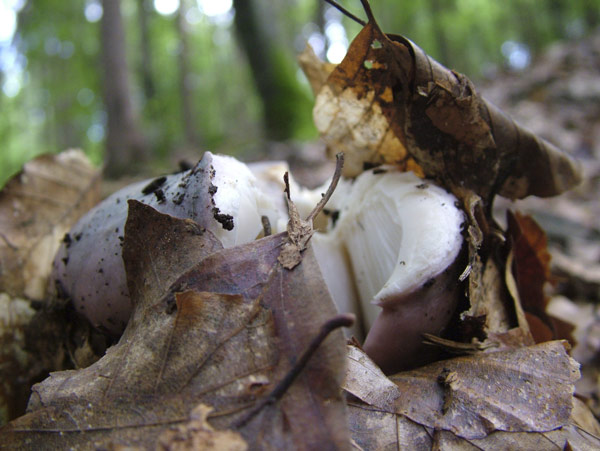 russula cyanoxantha