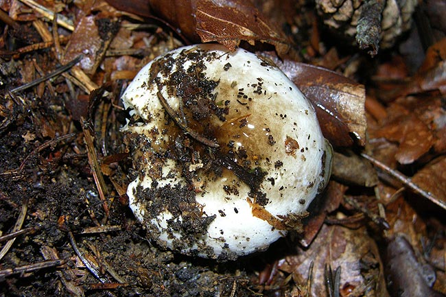 Dichtblättriger Schwarztäubling
