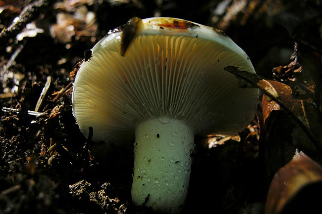 Dichtblättriger Schwarztäubling