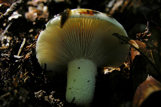 russula densifolia