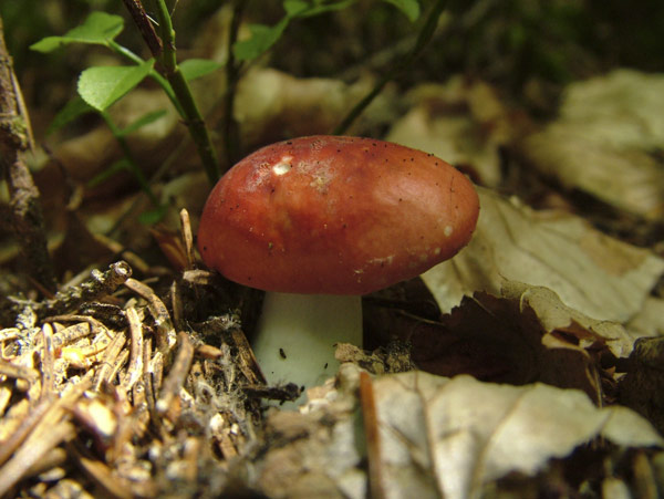 russula emetica