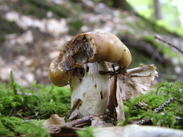russula foetens