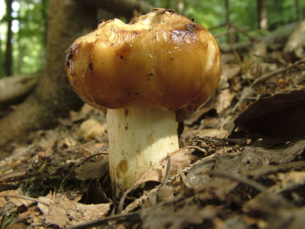 russula foetens