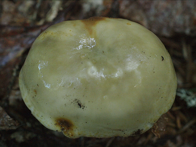 Russula heterophylla - rjavozelena golobica