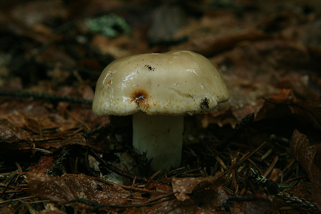 Russula heterophylla - Grüner Speisetäubling