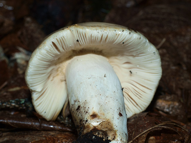 Russula heterophylla - Grüner Speisetäubling