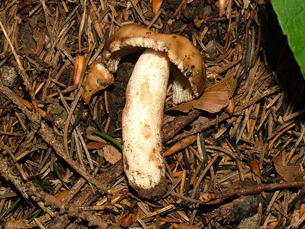 Russula illota