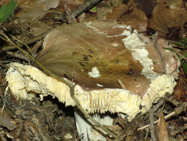 russula integra