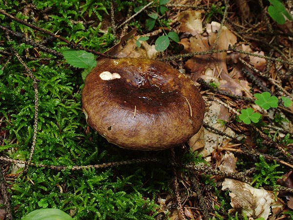 russula integra