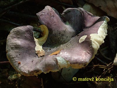 russula lilacea