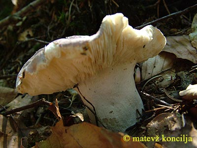 russula lilacea