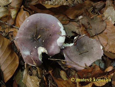 russula lilacea