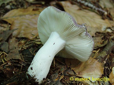 russula lilacea