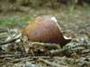 russula mustelina