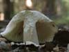 russula mustelina