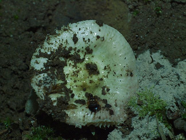 Russula nauseosa