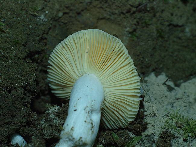 Russula nauseosa