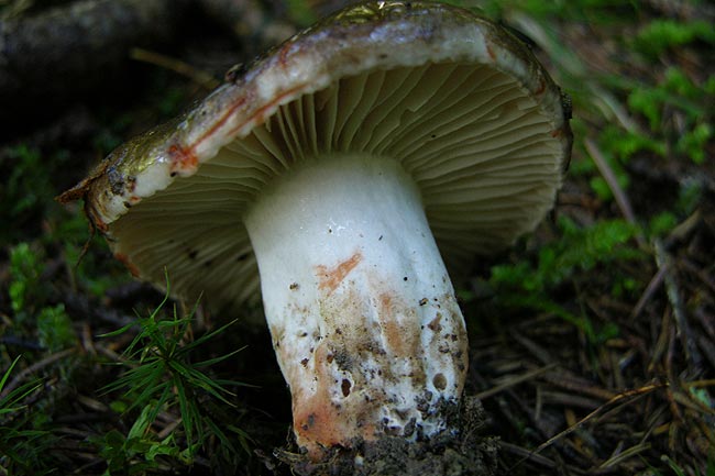 russula nigricans