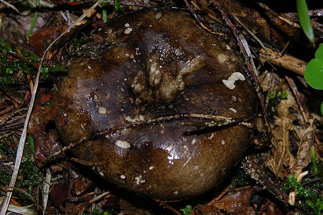 russula nigricans