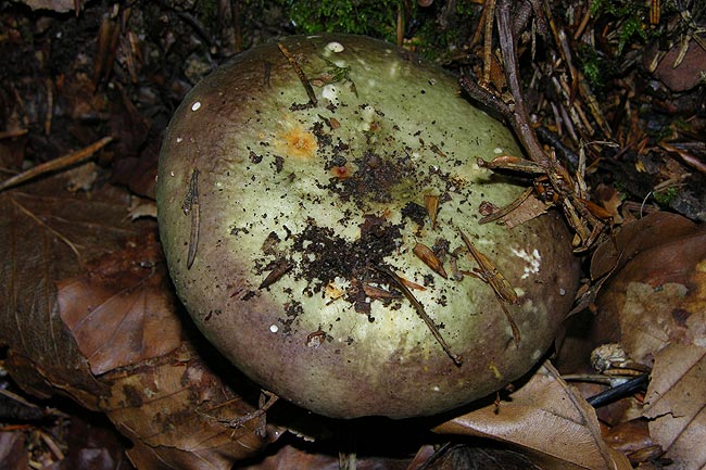 Rotstieliger Leder-Täubling