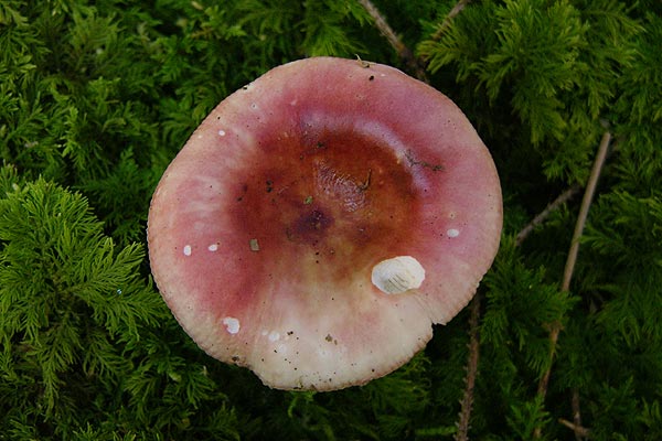 Russula paludosa