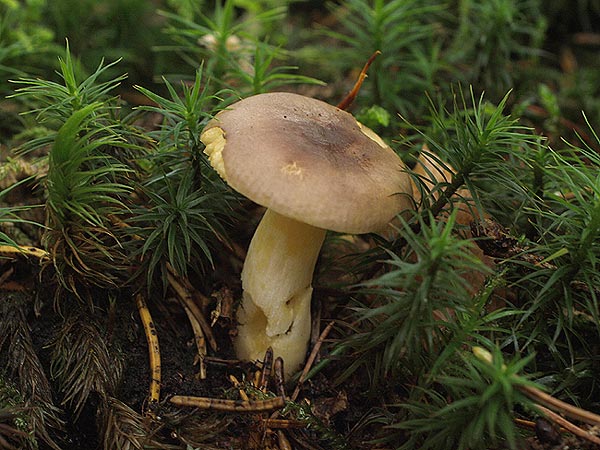 russula puellaris