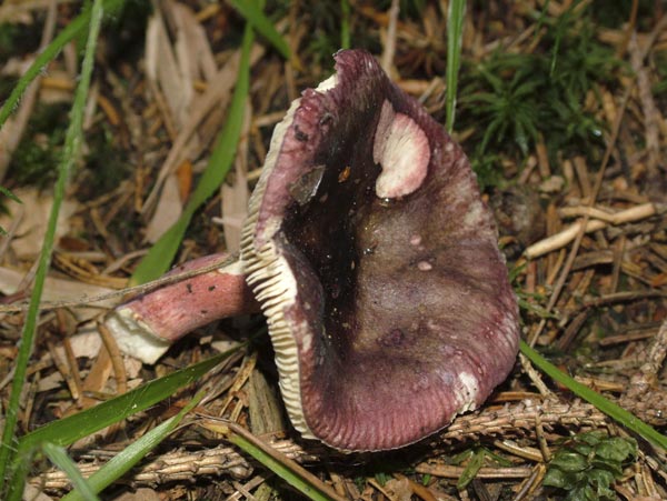 russula queletii