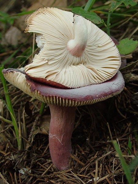 russula queletii