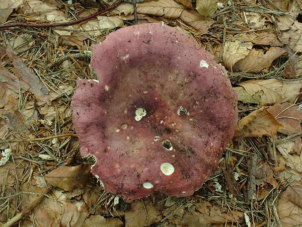 russula romellii