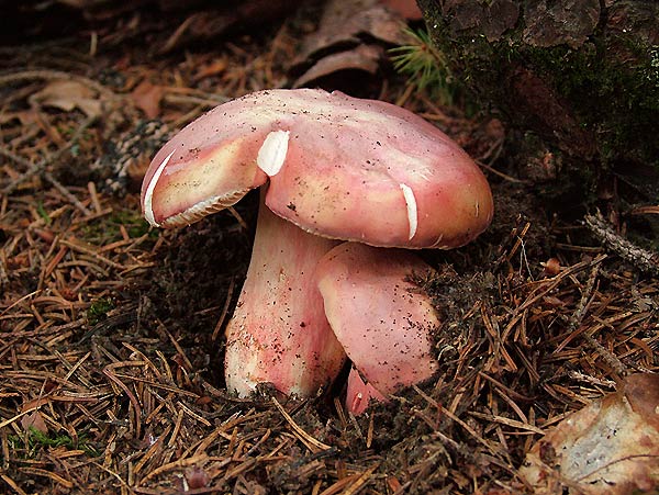 russula rosea