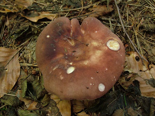 russula vesca