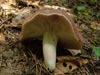 russula vesca