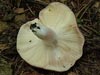 russula vesca