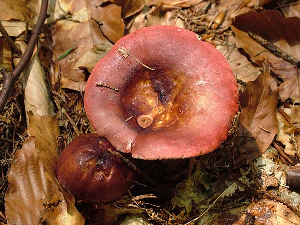 Weinroter Graustieltäubling