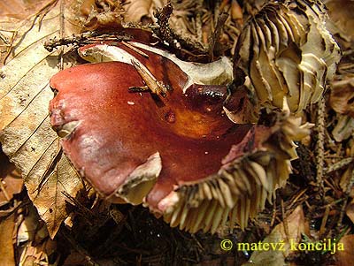 russula vinosa