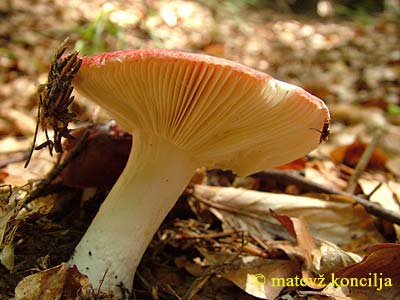 russula vinosa