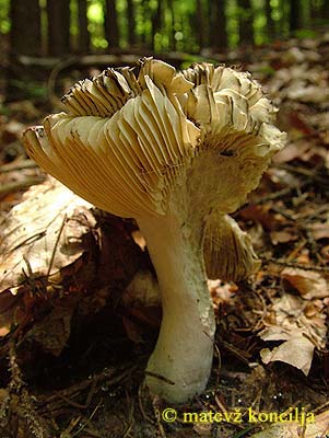 russula vinosa