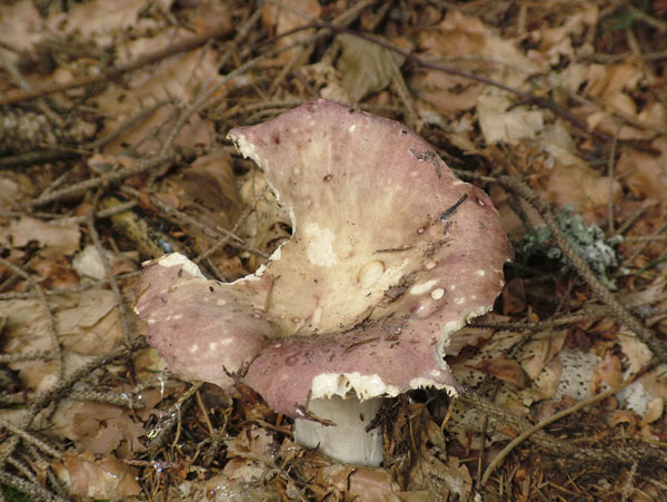 russula violacea