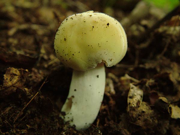 russula violeipes