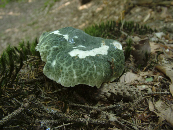 russula virescens