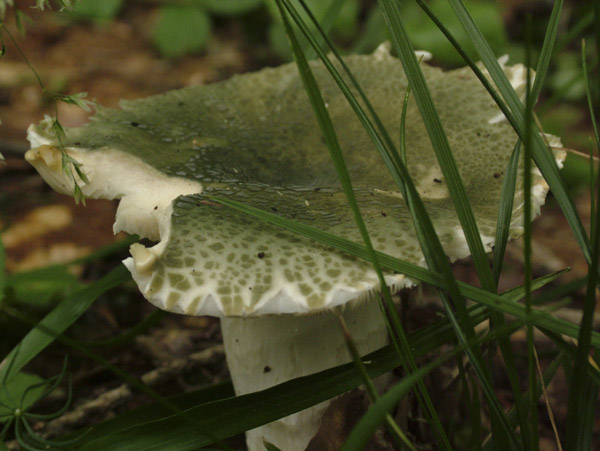 russula virescens