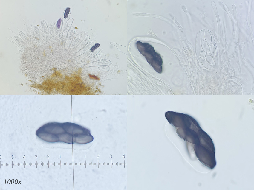 Saccobolus beckii