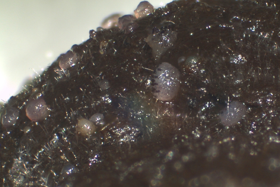 Saccobolus beckii