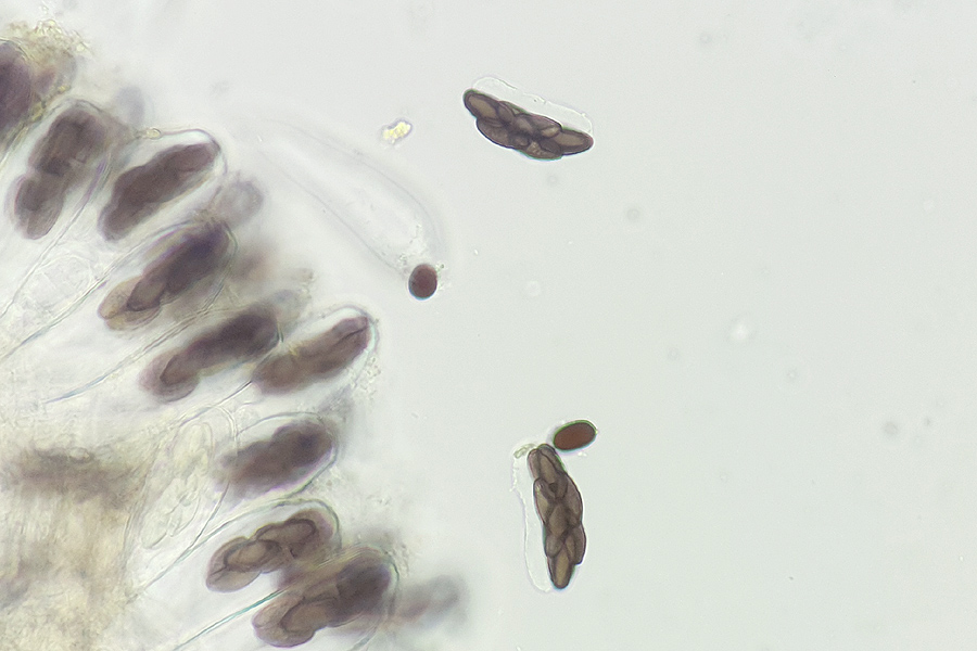 Saccobolus depauperatus