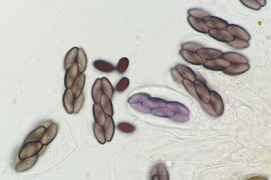 Saccobolus depauperatus