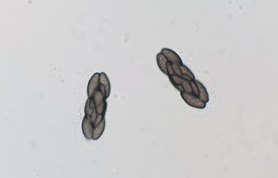 Saccobolus depauperatus