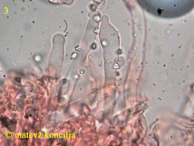 Lyomyces sambuci - Leptozystiden