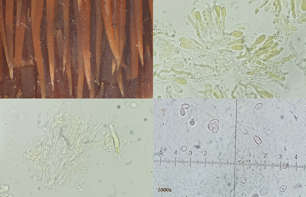 Sarcodontia setosa - Apfelbaum-Stachelbart